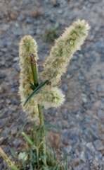 Cyphocarpa angustifolia