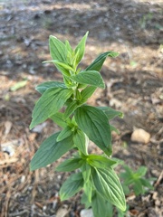 Monarda punctata