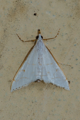Ramila
