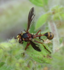 Physocephala marginata