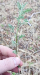 Artemisia abrotanum