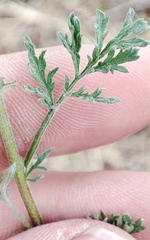 Artemisia abrotanum