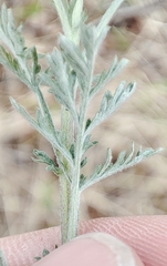 Artemisia abrotanum