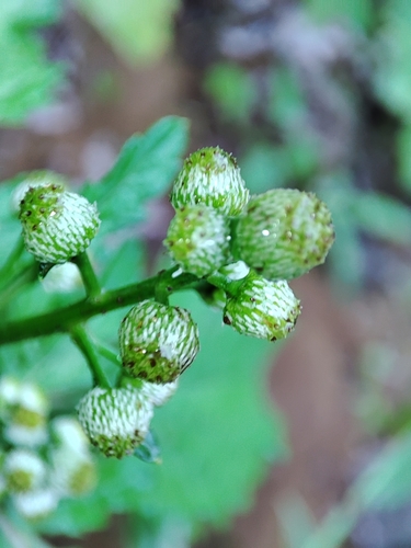 Dichrocephala integrifolia image