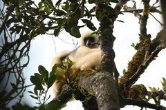 Propithecus candidus