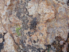 Cicindela sedecimpunctata