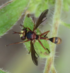 Physocephala marginata