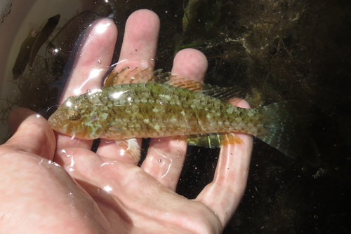 Emerald Parrotfish (Nicholsina usta) — Scaridae — 5