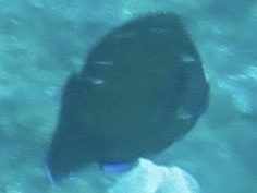 Centropyge multispinis