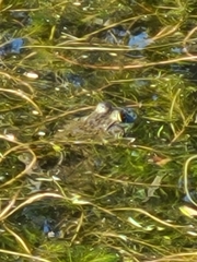 Lithobates catesbeianus