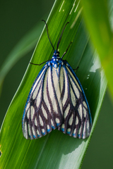 Cyclosia papilionaris
