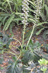 Acanthus mollis