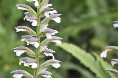 Acanthus mollis