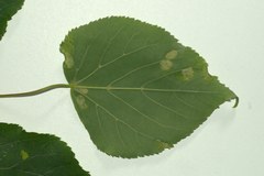 Eriophyes exilis