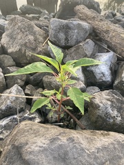 Amaranthus australis