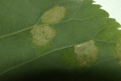 Eriophyes exilis