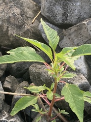 Amaranthus australis