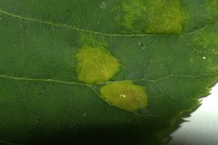 Eriophyes exilis