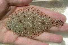 Citharichthys macrops