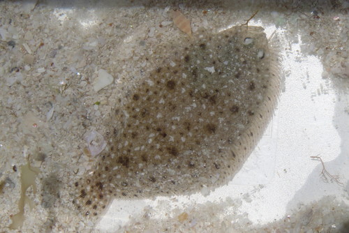 Spotted whiff (Citharichthys macrops) — Paralichthyidae — 4