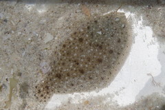 Citharichthys macrops