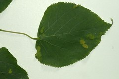 Eriophyes exilis