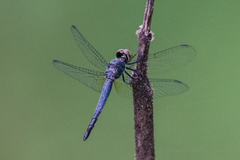 Brachydiplax farinosa