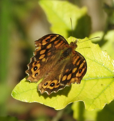 Pararge aegeria