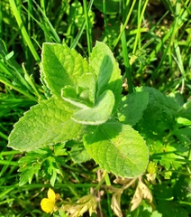 Mentha × rotundifolia
