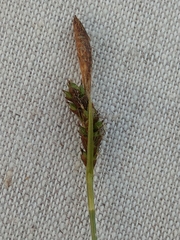Carex umbrosa