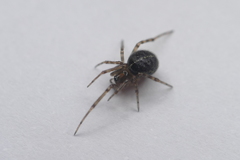 Steatoda castanea