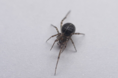 Steatoda castanea