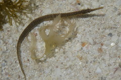 Syngnathus floridae