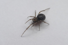 Steatoda castanea