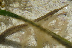 Syngnathus floridae