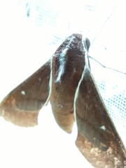 Theretra pallicosta