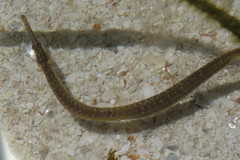 Syngnathus floridae