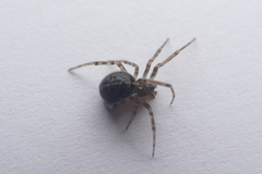 Steatoda castanea