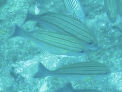 Pomadasys striatus
