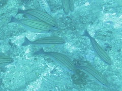 Pomadasys striatus