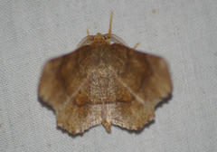Metarranthis angularia