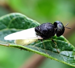 Oplodontha rubrithorax