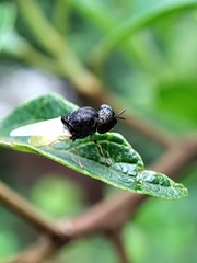 Oplodontha rubrithorax