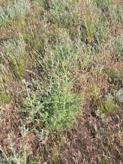 Prangos odontalgica