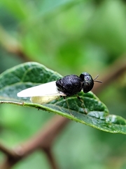 Oplodontha rubrithorax