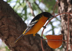 Icterus bullockii × galbula