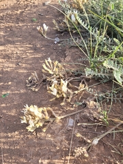 Astragalus reduncus