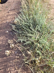 Astragalus reduncus