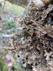 Pseudocyphellaria holarctica