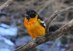 Icterus bullockii × galbula
